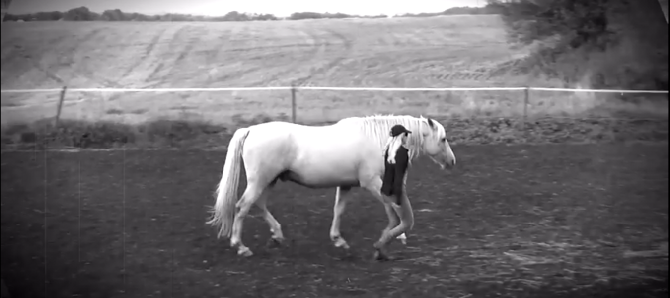 Utveckla Ditt Ledarskap Att Passa Hästen