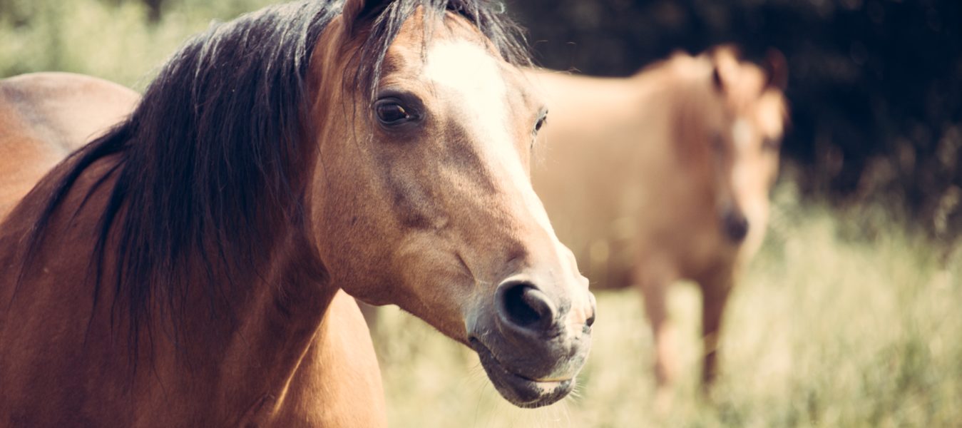 fokusritualen - flockritualerna