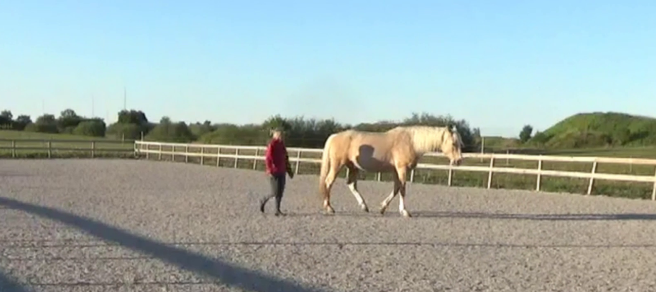 Herding Ritual – The Herd Rituals® -Flockritualerna- Hästarnas Språk®