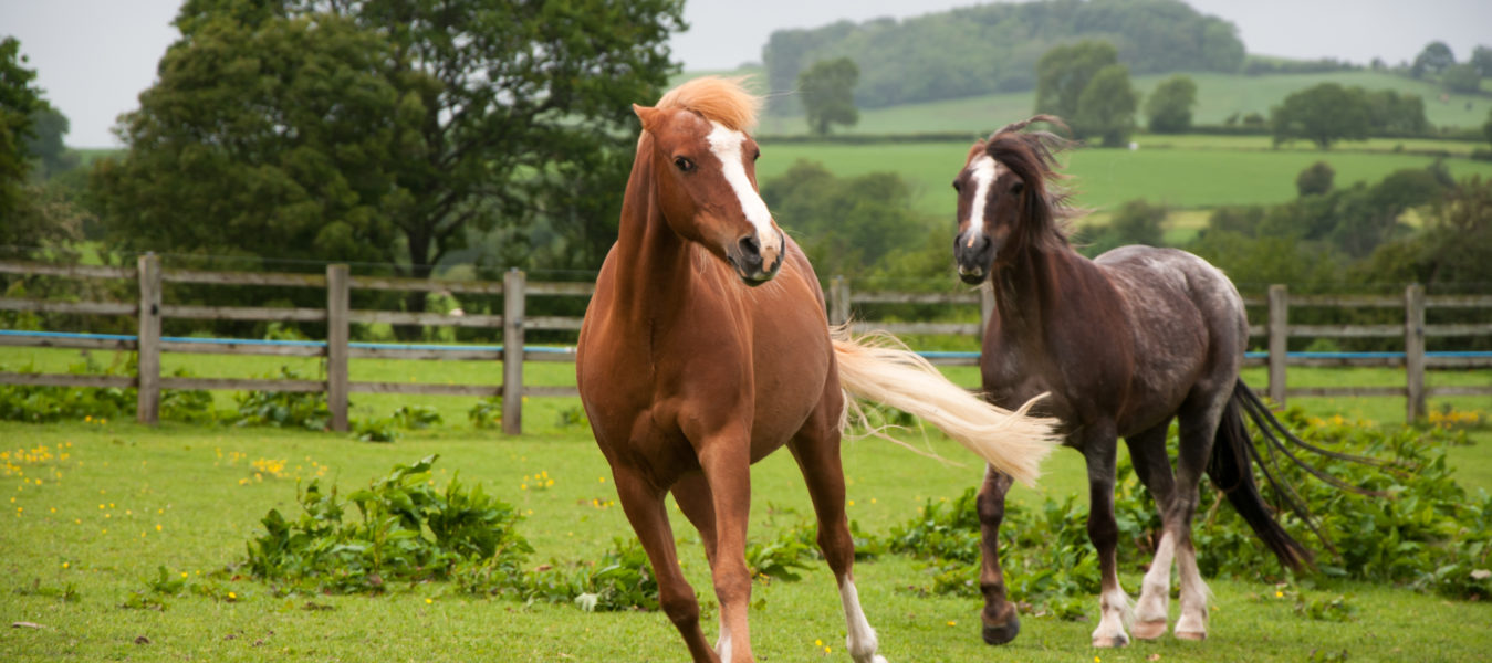 Flockritual 3 gränder/Ledarskap