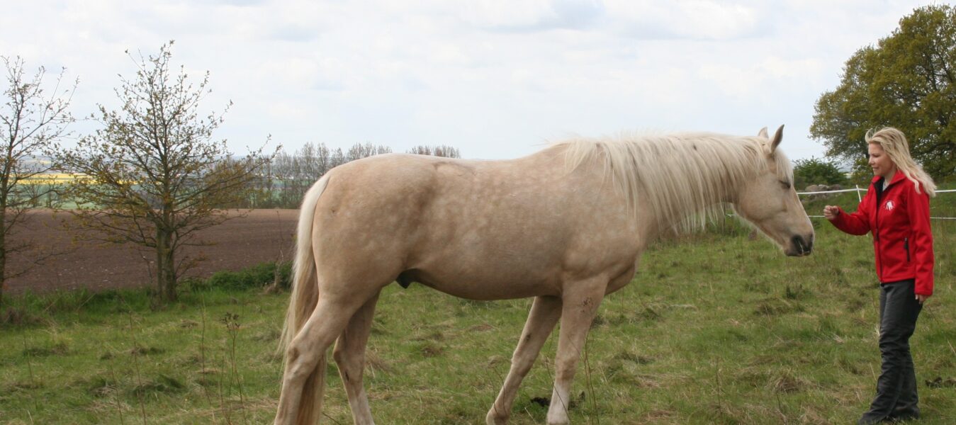 Greeting Ritual – The Herd Rituals® – Flockritualerna -Hästarnas Språk®