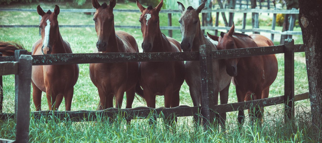 Flockritualerna™ – hästkommunikation utan tryck och underkastelse