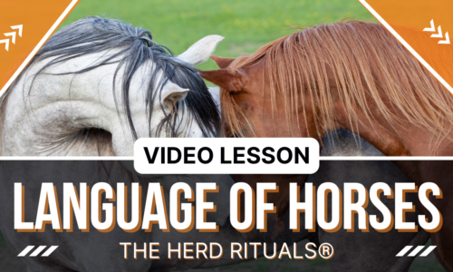 The Language Of Horses – The Herd Rituals®