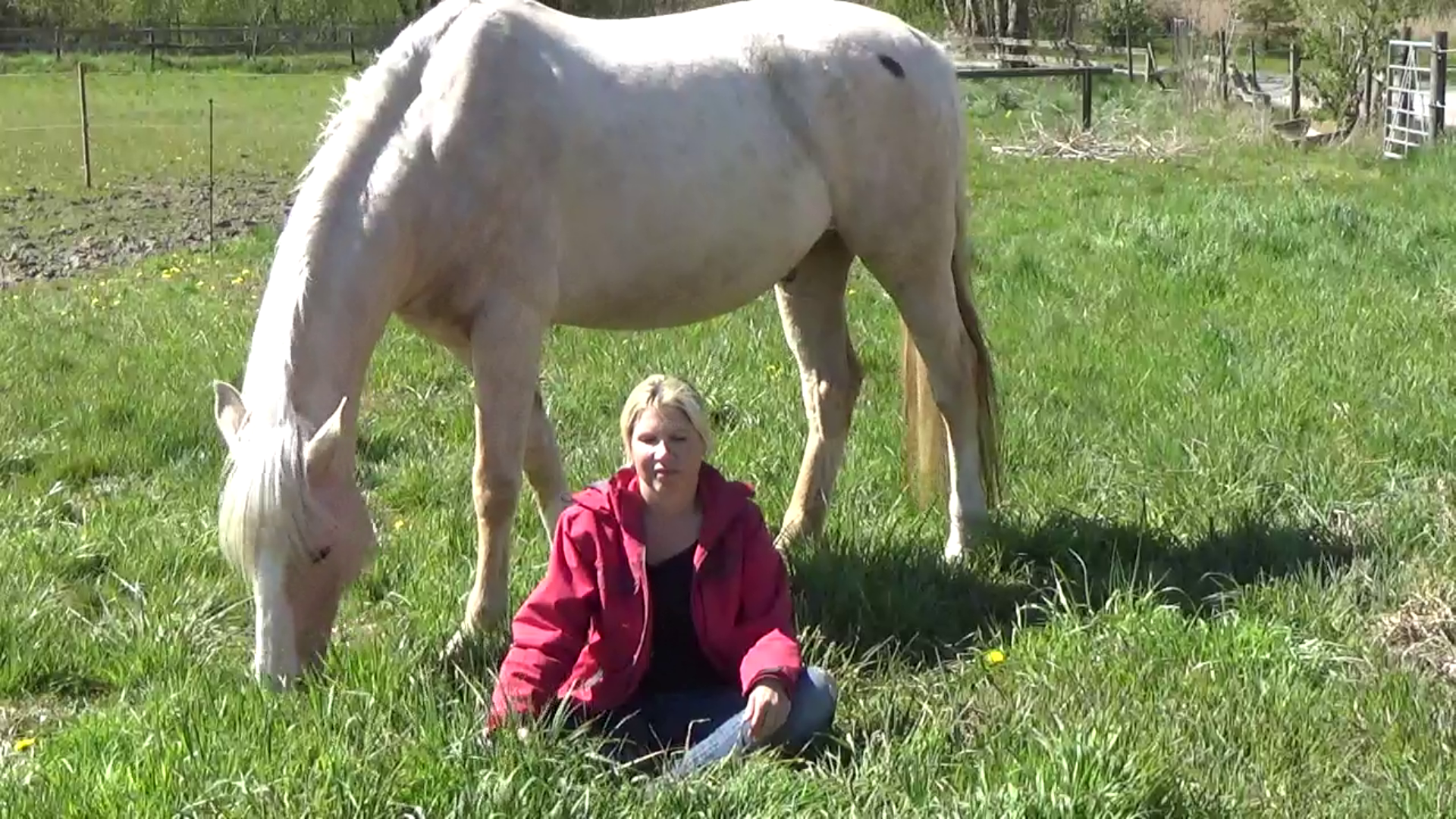 Magin I Att Meditera Med Hästar